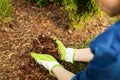 mulching conifer bed with pine tree bark mulch Royalty Free Stock Photo