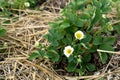 Mulching garden strawberries on the garden beds straw to protect against weed germination. Young strawberry bushes