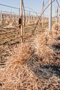 Mulching the roots of young trees of Kiwy with straw. Royalty Free Stock Photo