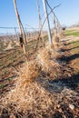 Mulching the roots of young trees of Kiwy with straw. Royalty Free Stock Photo