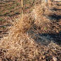 Mulching the roots of young trees of Kiwy with straw. Royalty Free Stock Photo