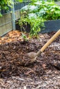 Mulching the soil with bark mulch. Gardening concept - protection against weeds Royalty Free Stock Photo