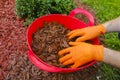 Mulching the soil in the garden.chips for mulching in bucket.Hands pour chips and mulch the soil in the garden Royalty Free Stock Photo