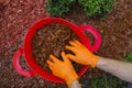 Mulching the soil in the garden.chips for mulching in in red bucket.Hands pour chips and mulch the soil in the garden Royalty Free Stock Photo