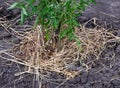 Mulching a tomato bush with hay and dry grass Royalty Free Stock Photo