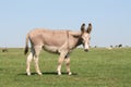 Mule Royalty Free Stock Photo