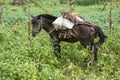 Mule with cargo of Hmong eating in field is a hybrid animal is popularly used as a vehicle for loading distinguishing feature of