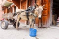 Mule cart in front of traditional buildings Royalty Free Stock Photo