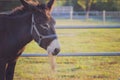 Mule chewing grass in the farm.