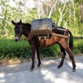 Mule pack loading basket, adobe rgb