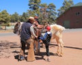 USA/Grand Canyon: Mounting a mule