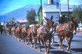 Mule days