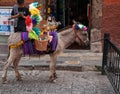 Ready for parade at San Miguel de Allende, Mexico