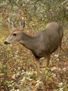 Mule Deer