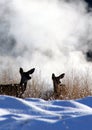 Mule deer Royalty Free Stock Photo