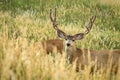 Mule Deer Royalty Free Stock Photo