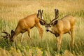 Mule Deer Royalty Free Stock Photo