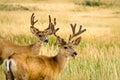 Mule Deer Royalty Free Stock Photo