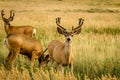 Mule Deer Royalty Free Stock Photo