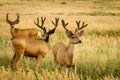 Mule Deer Royalty Free Stock Photo