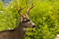 Mule Deer