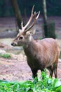 Mule Deer Royalty Free Stock Photo