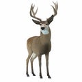 Mule Deer with Antlers