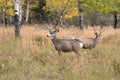 Mule deer in aspen Royalty Free Stock Photo