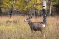 Mule deer in aspen Royalty Free Stock Photo