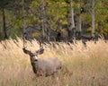 Mule deer in aspen Royalty Free Stock Photo