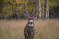 Mule deer in aspen Royalty Free Stock Photo