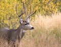 Mule deer in aspen Royalty Free Stock Photo