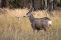 Mule deer in aspen Royalty Free Stock Photo