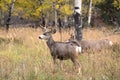 Mule deer in aspen Royalty Free Stock Photo