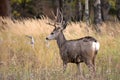 Mule deer in aspen Royalty Free Stock Photo