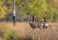 Mule deer in aspen Royalty Free Stock Photo