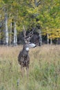 Mule deer in aspen Royalty Free Stock Photo