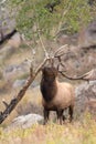 Mule deer in aspen Royalty Free Stock Photo