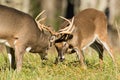 Mule deer in aspen Royalty Free Stock Photo