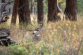 Mule deer in aspen Royalty Free Stock Photo