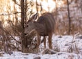 A mule deer browses for food in a winter forest Royalty Free Stock Photo