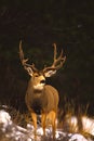Mule Deer Buck Royalty Free Stock Photo