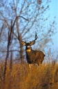 Mule Deer Buck Royalty Free Stock Photo