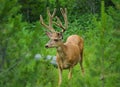 Mule Deer buck Royalty Free Stock Photo