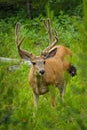 Mule Deer buck Royalty Free Stock Photo