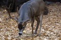 Mule Deer Buck