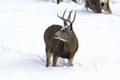 Mule Deer Buck on alert! Royalty Free Stock Photo