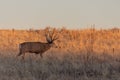 Mule Deer Buck in Autumn Royalty Free Stock Photo