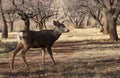 Mule Deer Buck in Autumn in Capitol Reef National Park Utah Royalty Free Stock Photo