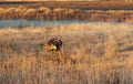 Mule Deer Buck in Autumn in Colorado Royalty Free Stock Photo